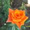 narancsszínű rózsa