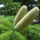 Normand_fenyo_toboza_1474049_7841_t