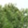 Normand_fenyo_tobozai_1474051_5973_t