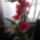 Odontoglossum_1475749_9499_t