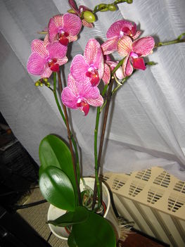 óriás- az első orchideám