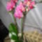 óriás- az első orchideám
