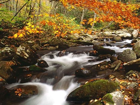 Laurel_Creek_in_Autumn_Great_Smoky_Mountains_Tennessee