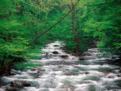 Little_Pigeon_River_Great_Smoky_Mountains_Tennessee