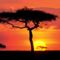 Masai_Mara_Game_Reserve_at_Sunset_Kenya
