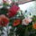 Egy_csokor_hibiszkusz_1477852_1198_t
