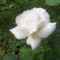 fehér rózsa