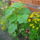 Juniusi_viragok_2-014_1477186_8914_t