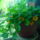 Juniusi_viragok_4-013_1477167_4954_t