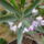 Kek_leander_1477598_3604_t