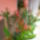 Leander-001_1477574_9588_t