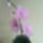 Mini_orchidea_1477053_8971_t