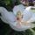 Orokzold_magnolia_i_1477222_4630_t