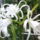 Pokliliom_ismene_festalis_1477522_7631_t