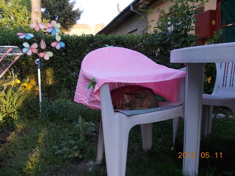 Pötyi cicám kedvenc helye a kerti széken!!!
