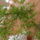 Sarlos_aszparatus_1477616_7715_t