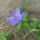 Virag-002_1477593_6854_t