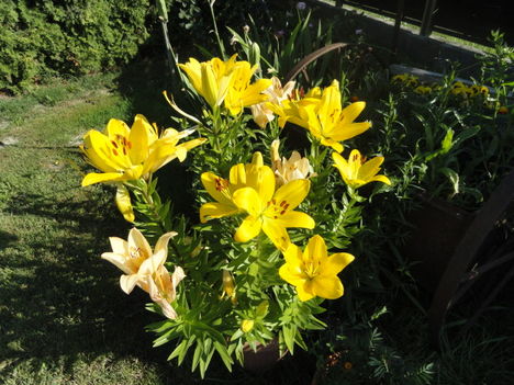 Virágok 2