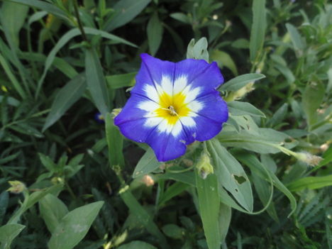 Virágok 3, Convolvulus tricolor