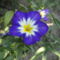 Virágok 7; Convolvulus tricolor , ; Háromszinű tarka szulák