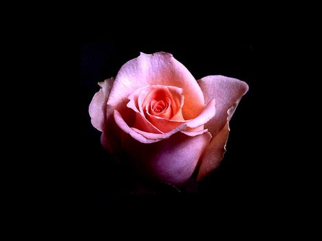 Babarózsaszín rózsa