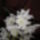 Dendrobium_orchidea-001_147537_36591_t