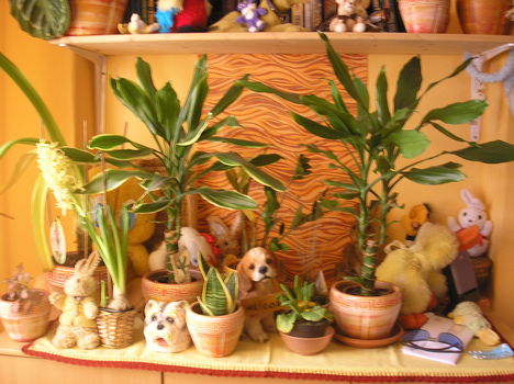 Dracaena-k és más növények