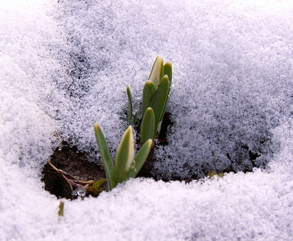 Hóvirag - Galanthus nivalis