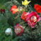 Köszöntöm a nyarat a legnépszerűbb virággal -  Rózsa