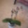 Phalaenopsis_orchidea-001_147541_83004_t