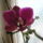 Phalaenopsis_orchidea-002_147543_71427_t