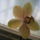 Phalaenopsis_orchidea-003_147544_74863_t