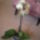 Phalaenopsis_orchidea_147540_93611_t