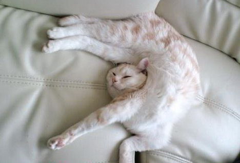 Akrobata cica