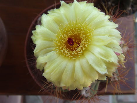 DSCF5822