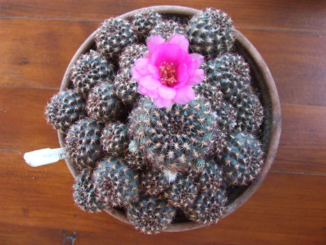 DSCF5823