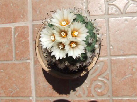 DSCF5826