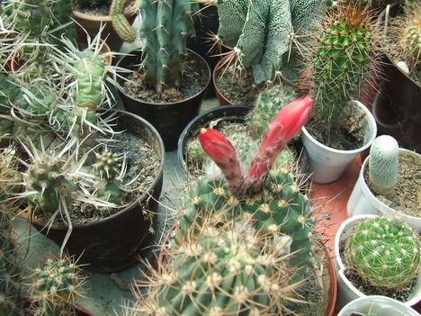 DSCF5840