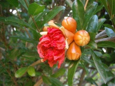 Gránátalmafa virága