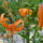 Juliusi_viragaim_3_1481026_3028_t