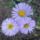 Kullorojt_fne_evitol_1481073_9308_t