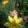 Liliomok-001_1481192_3711_t
