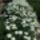 Nagymamamnal_1481828_1053_t