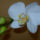 Orchidea-002_1481013_6681_t