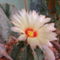 Kaktusz virága 1