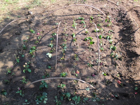 kertünkből 2012