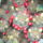 Mammillaria_prolifera_1482700_3751_t
