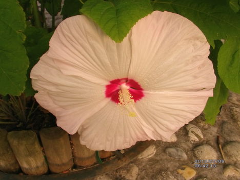 Mocsári hibiszkusz 2