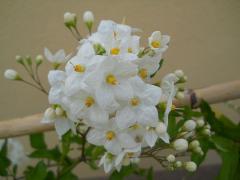 virágok 028
