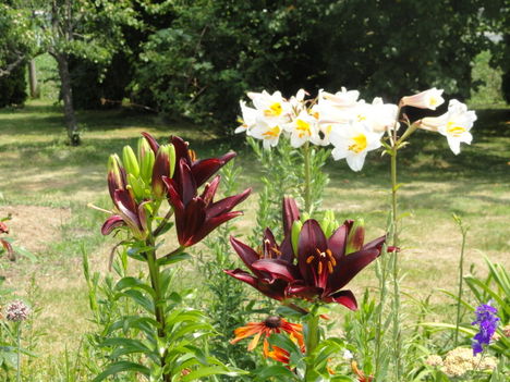 DSC08977;Lilium  Landini és Lilium King Regale